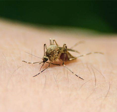 pinpoint travel health mosquito